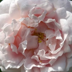 Róże ogrodowe - róża alba (biała) - biały  - Rosa  Ännchen von Tharau - róża z dyskretnym zapachem - Rudolf Geschwind - Bardzo zapełnione kwiaty przynosi wiosną lub na początku lata.